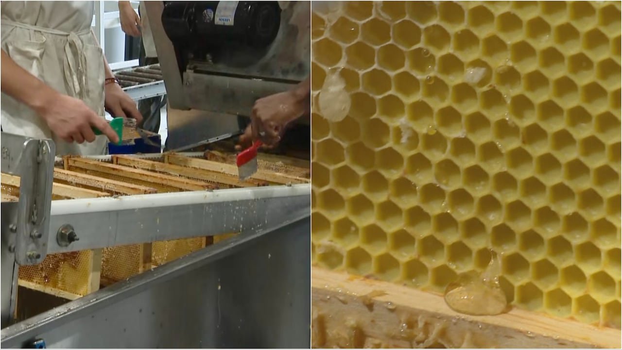 default-277 Honey extraction process at Gull Lake Honey's facility in central Alberta