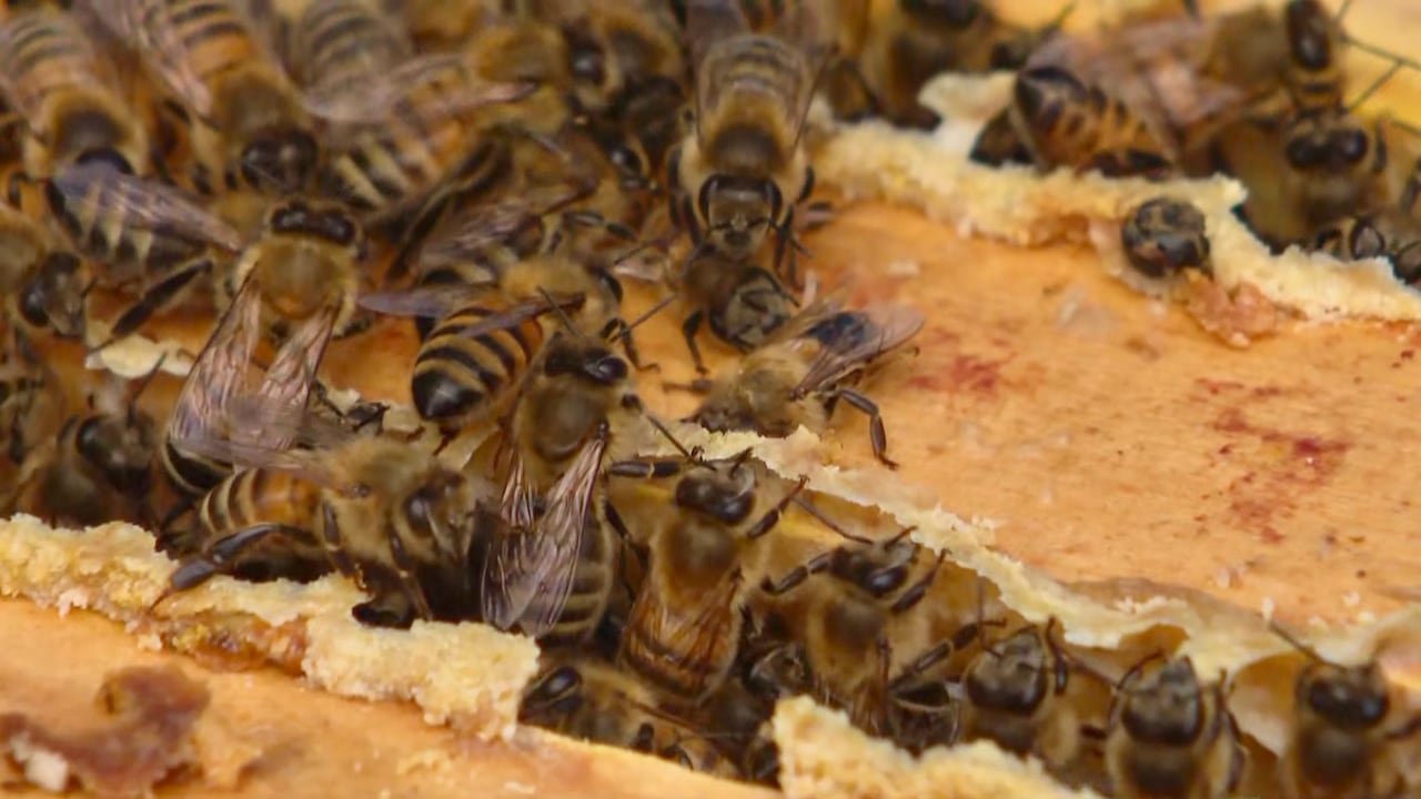 default-278 Bees in a honey super box in central Alberta